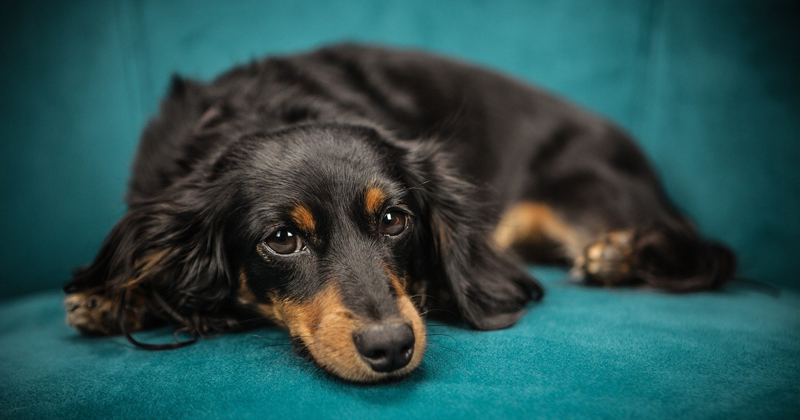 pets e coronavirus