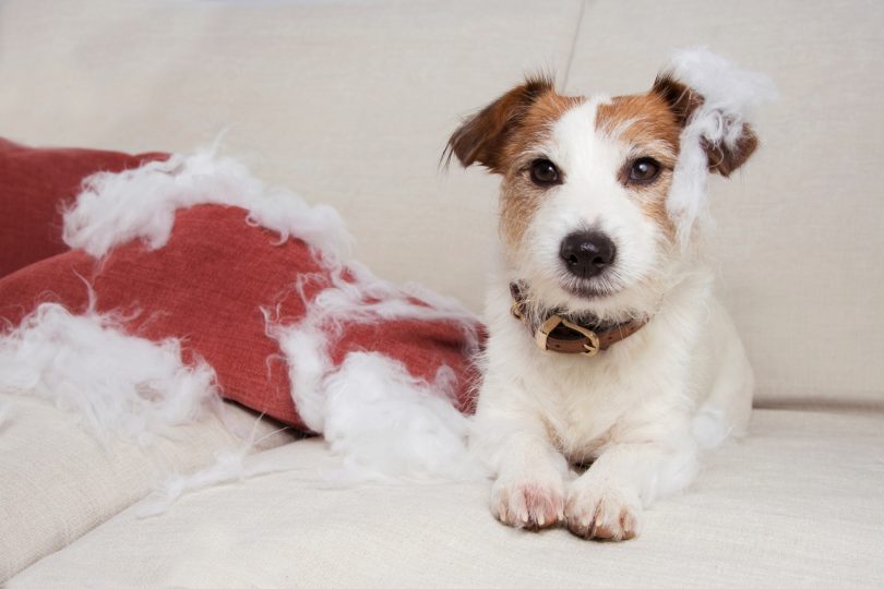 Ansiedade em cães