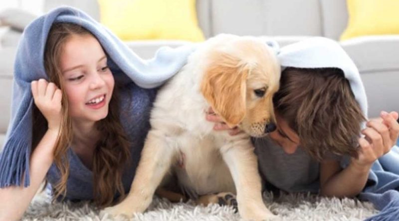 Quarentena com os pets: Cuidados básicos para o bem-estar do seu animal. Foto: Terra Magazine