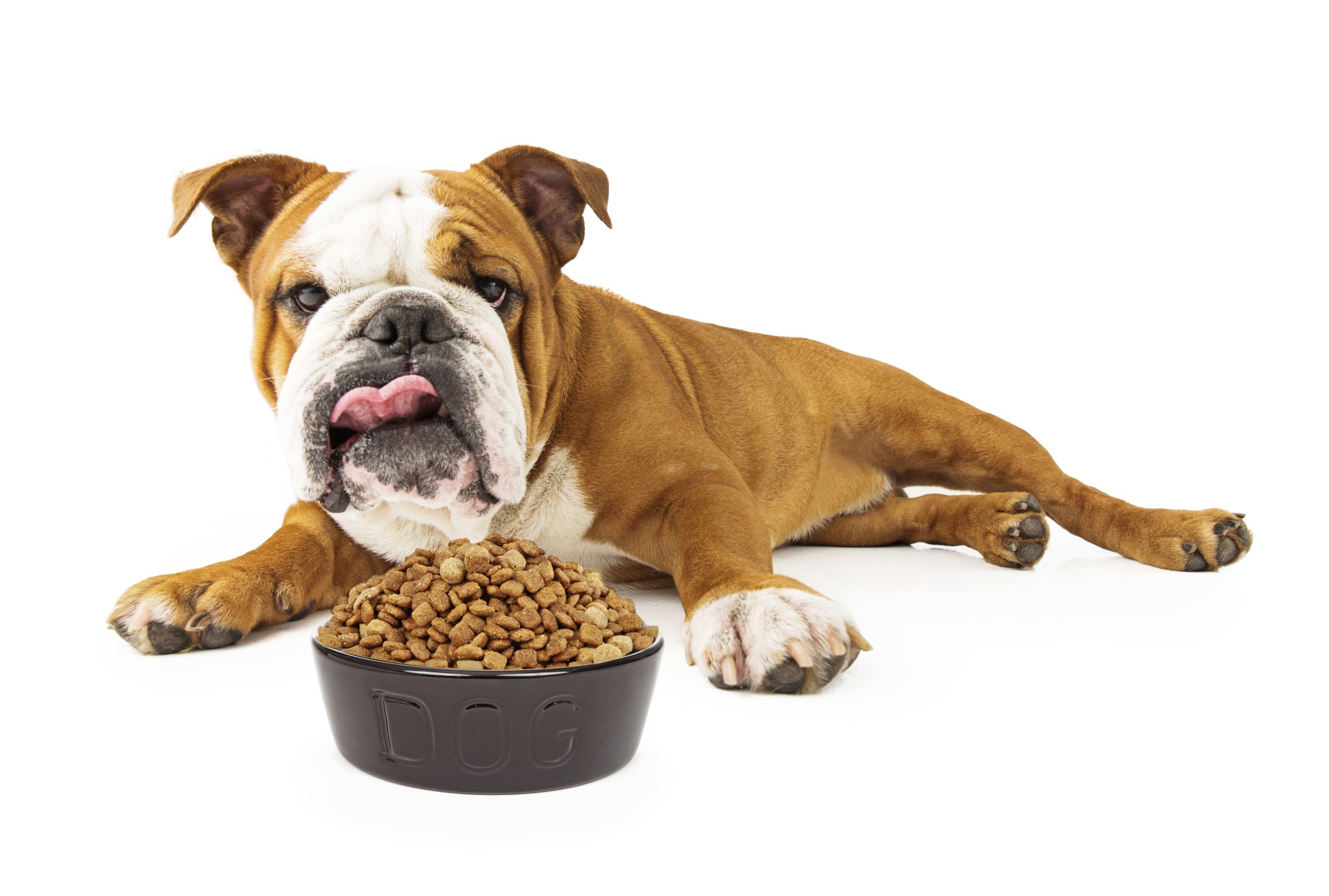 alimentação para pets