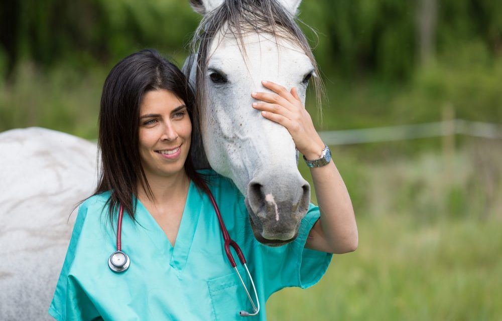 Como obter o sucesso na carreira em Medicina Veterinária?