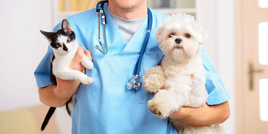 Especialização em Medicina Veterinária: o que está em alta?