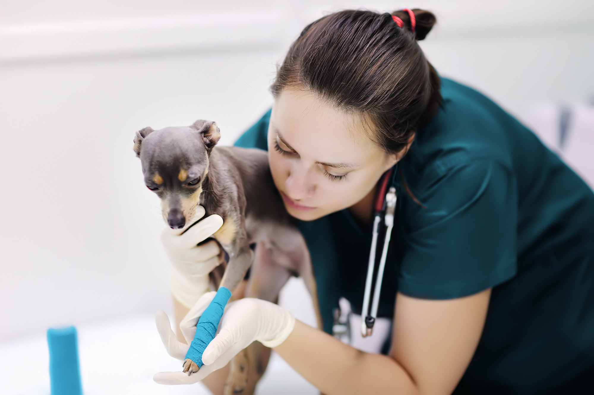 Medicina Veterinária está entre as profissões mais arriscadas