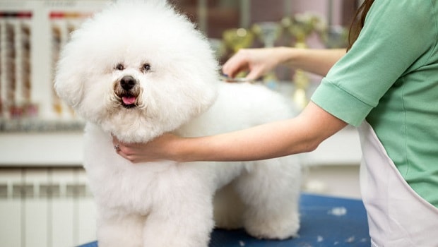 pet shop