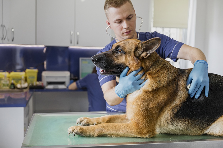 veterinário