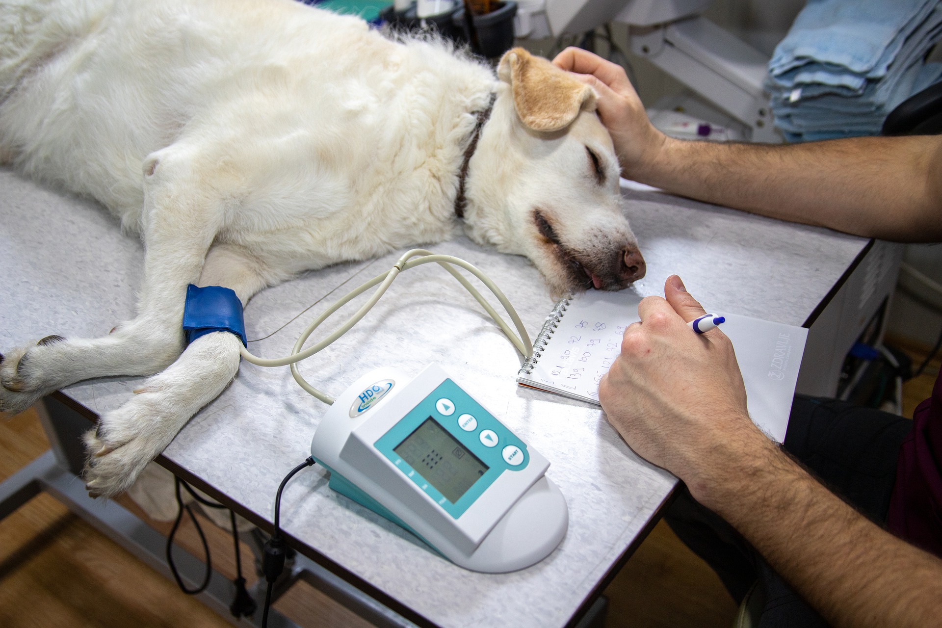 alimentação para cães