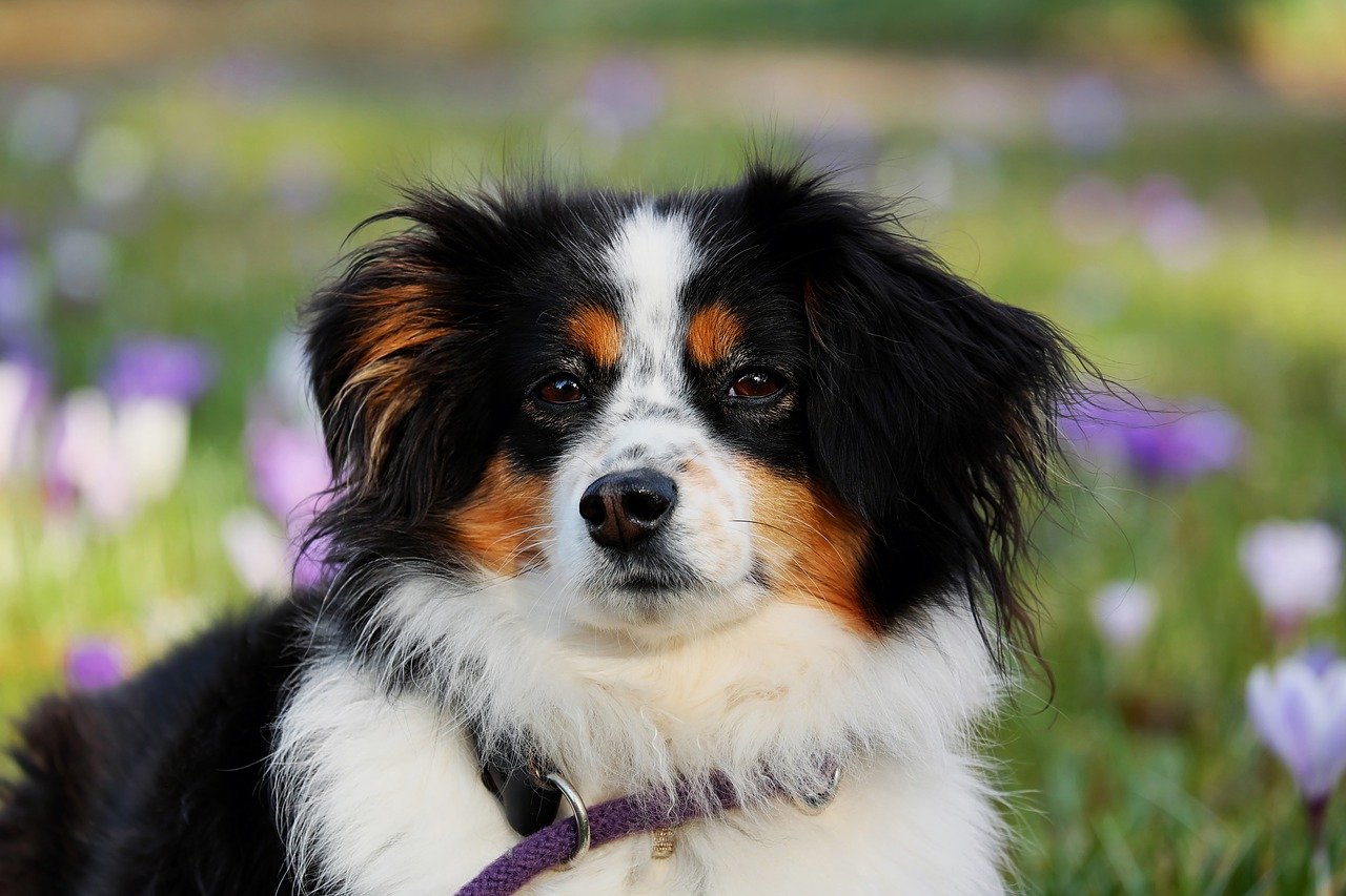 pet