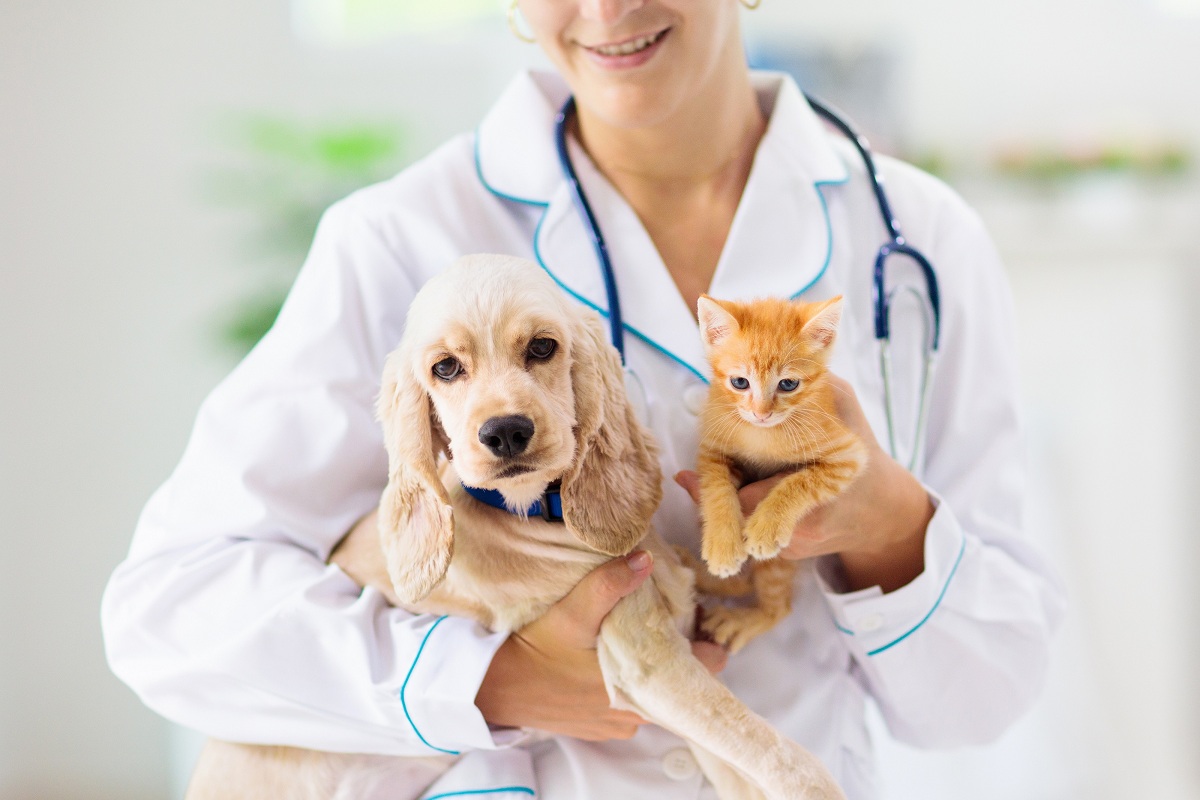 veterinária