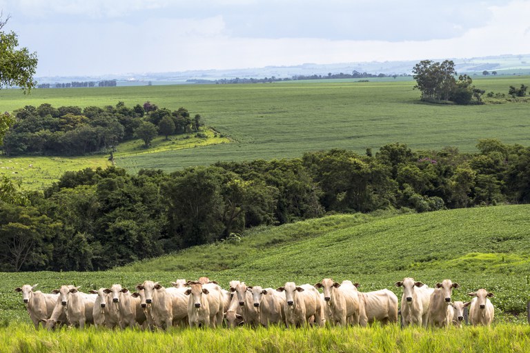 Produção Agropecuária