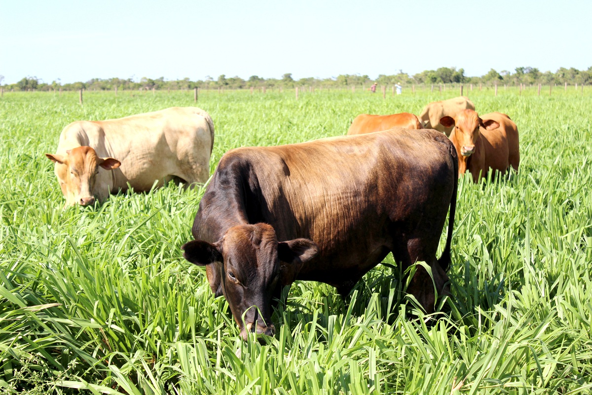 carne-bovina