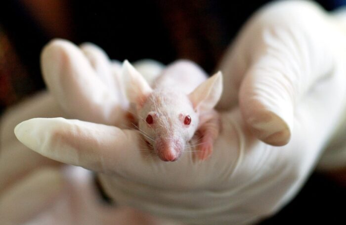 zoonoses