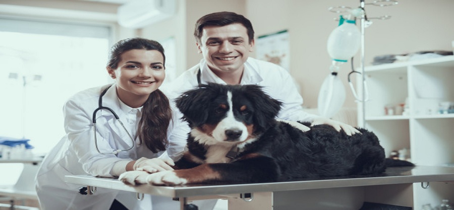 médicos veterinários
